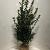 Ilex meserv. Blue Maid Kluit 100 - 125 cm