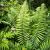 Dryopteris atrata Pot 9 cm