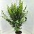 Ligustrum ovalifolium Pot 10 liter 125 - 150 cm