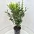 Ligustrum oval. 'Green Diamond' Pot 15 liter 80 - 100 cm