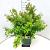 Ligustrum vulg. 'Lodense' Pot 10 liter