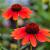 Echinacea purp. 'Tomato Soup' Pot 9 cm