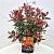 Photinia Magical Volcano Pot 10 liter 40 - 50 cm