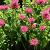 Monarda 'Croftway Pink' Pot 9 cm