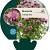 Monarda 'Croftway Pink' Pot 9 cm