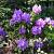 Rhododendron 'Catawb. Grandiflorum' Pot 7,5 Liter 50 - 60 cm