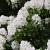 Rhododendron 'Cunningham's White' Pot 7,5 Liter 50 - 60 cm