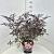 Sambucus nigra Black Lace Pot 10 liter 60 - 80 cm