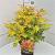 Sorbaria sorbif. 'Sem' Pot 10 liter 40 - 50 cm