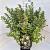Spiraea betulifolia 'Tor' Pot 10 liter