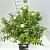 Spiraea jap. 'Albiflora' Pot 10 liter 40 - 50 cm