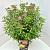 Spiraea jap. 'Genpei' Pot 10 liter 50 - 60 cm