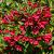 Weigela 'Bristol Ruby' Pot 10 liter 100 - 125 cm