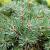 Pinus sylvestris Hoogstam (Stamomtrek 14-16 cm)