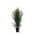 Taxus baccata Pot 10 liter 100 - 125 cm