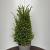 Taxus baccata Pot 10 liter 60 - 80 cm
