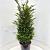 Taxus baccata Pot 20 Liter 100 - 125 cm