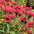 Monarda 'Gardenview Scarlet' Pot 9 cm