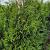 Thuja pl. 'Martin' Kluit 175 - 200 cm