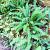 Blechnum spicant Pot 2 Liter
