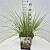 Cortaderia s. 'Pumila' Pot 10 liter 50 - 60 cm