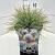 Festuca glauca 'Elijah Blue' Pot 10 liter