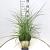 Miscanthus sin. 'Kleine Silbersp.' Pot 10 liter 50 - 60 cm