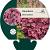 Heuchera 'Berry Smoothie' Pot 9 cm