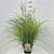 Miscanthus sin. 'Red Chief' Pot 10 liter 80 - 100 cm