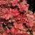 Heuchera 'Boysenberry' Pot 9 cm