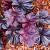 Heuchera 'Cassis' Pot 9 cm