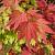 Acer japonicum 'Vitifolium' Pot 20 Liter 100 - 125 cm