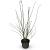 Acer palmatum Pot 4 Liter 40 - 60 cm