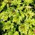 Heucherella 'Art Deco' Pot 9 cm