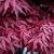 Acer pal. 'Atropurpureum' Pot 4 Liter 40 - 60 cm