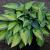 Hosta tardiana 'June' Pot 9 cm