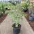 Acer pal. 'Dissectum' C35 50 - 60 cm Bolvorm