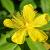 Hypericum polyphyllum grandiflorum Pot 9 cm