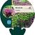 Monarda 'Scorpion' Pot 9 cm