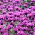 Monarda 'Scorpion' Pot 9 cm