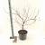 Acer pal. Royal Garnet Pot 10 liter 80 - 100 cm