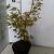 Acer pal. 'Tsumagaki' Pot 3 Liter 40 - 50 cm
