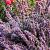 Nepeta 'Purssian Blue' Pot 9 cm