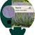 Nepeta faassenii 'Junior Walker' Pot 9 cm