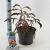 Albizia julibr. Ombrella Pot 3 Liter 70 - 80 cm