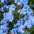 Myosotis scorpioides Pot 9 cm