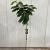 Albizia julibr. Ombrella Pot 15 liter stam 150 cm