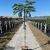 Albizia julibr. Tropical Dream C12 stam 150 cm