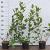 Aronia melanocarpa Pot 2 Liter60 - 80 cm