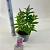 Buddleja d. B. Candy Little Cerise Pot 3 Liter 30 - 40 cm
